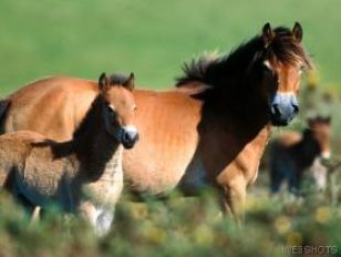 Exmorský pony