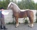 Českomoravský belgický kůň