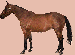 Qarter horse